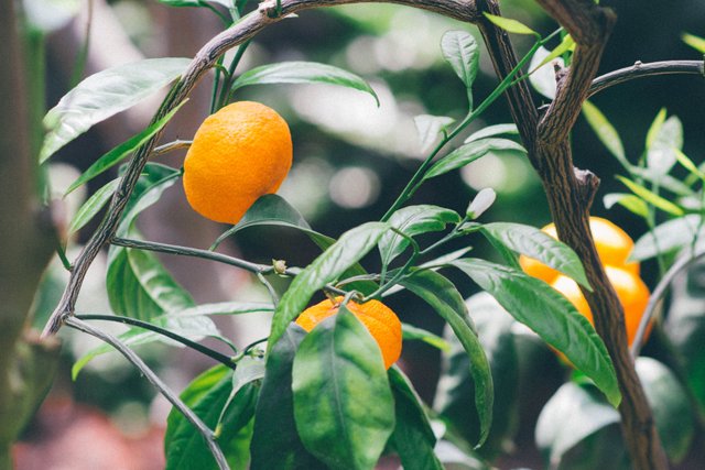 agriculture-citrus-close-up-83130.jpg