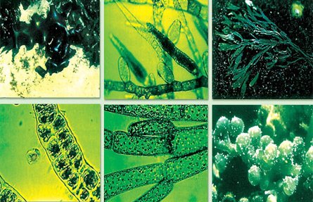 microalgae.jpg