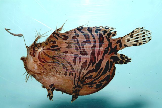 Striped_anglerfish_(_Antennarius_striatus_).jpg