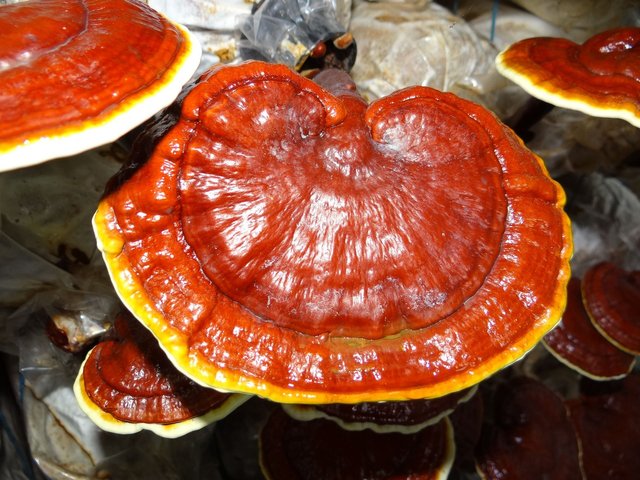 ganoderma-1829862_1920.jpg