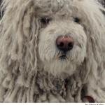 KOMONDOR.jpg