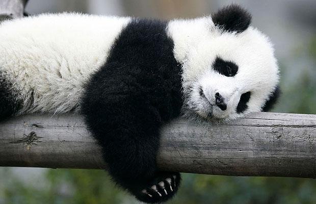 panda-sleeping_1703683i.jpg