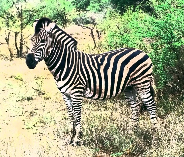 zebra.jpg