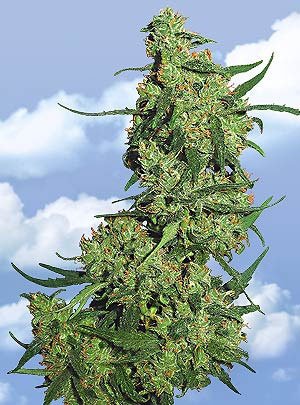 nepal-kush-w.jpg