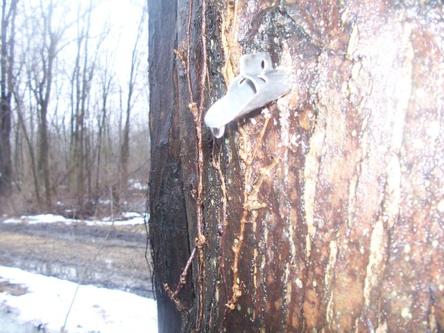 Tapping Maple Syrup 011.jpg