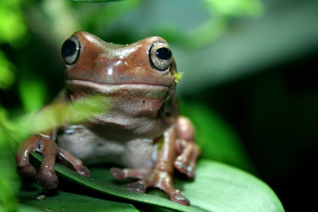 Litoria cerulea.jpg