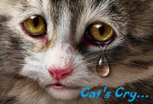 Cats Cry 1.jpg