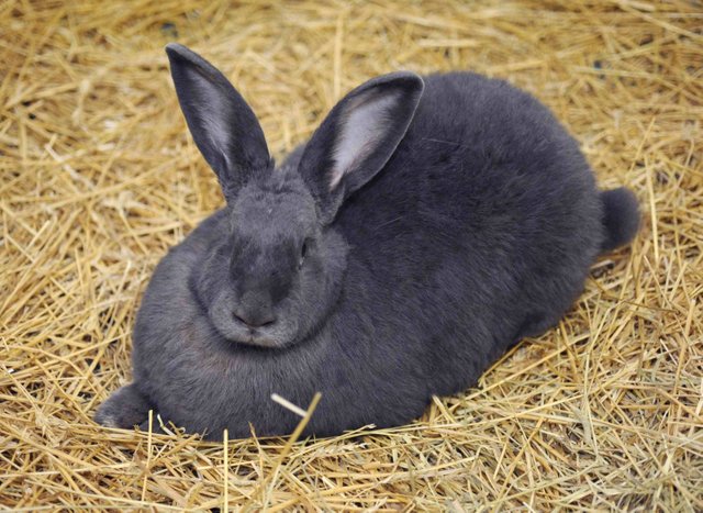 blue-flemish-giant-rabbit.jpg