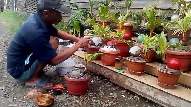 Cara-membuat-bonsai-kelapa-bercabang-2.jpg