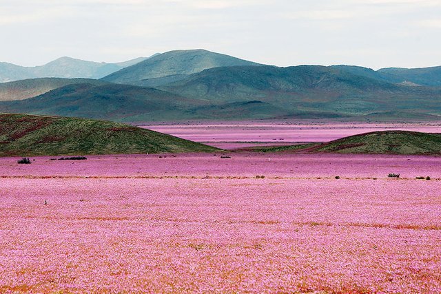 florecimiento-desierto-atacama-chile-8.jpg
