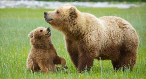 grizzly-bear-harry-bosen-dpc (1).jpg