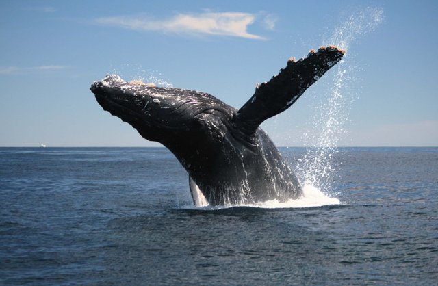 Humpback-breach1.jpg