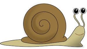 snail.jpg