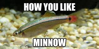 minnow.jpg