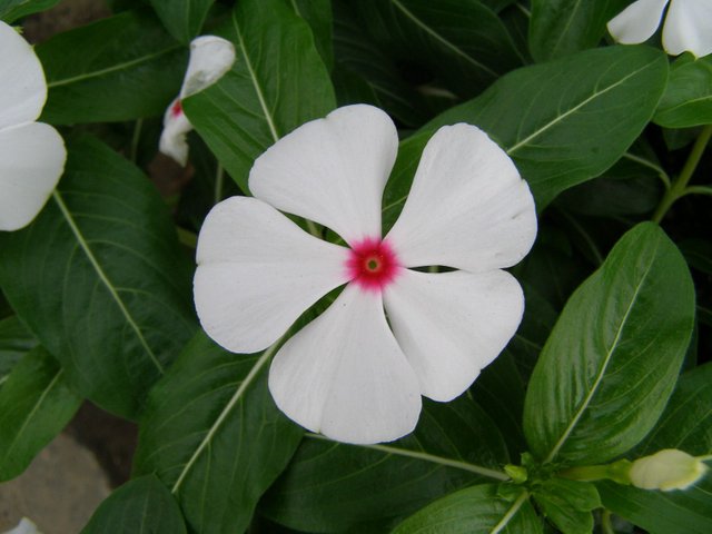 Vinca-Mediterranean-White.jpg