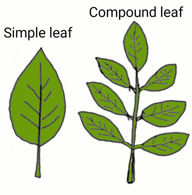 Leaf Simple And Compound Infoupdate