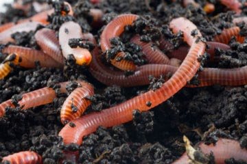 earthworm-2.jpg