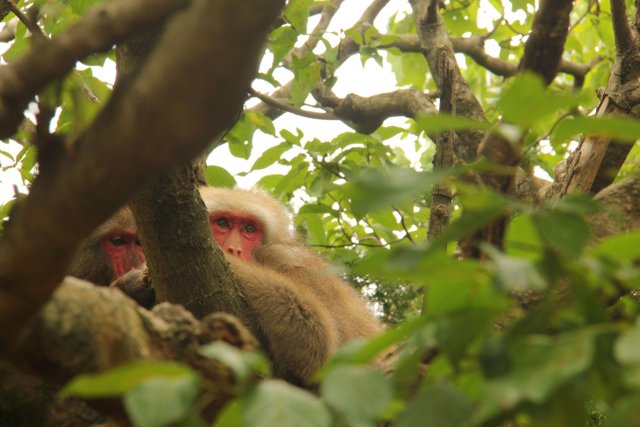 macaquesintree2