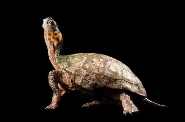 05endangeredspecies.ngsversion.1431779402160.adapt.885.1.jpg