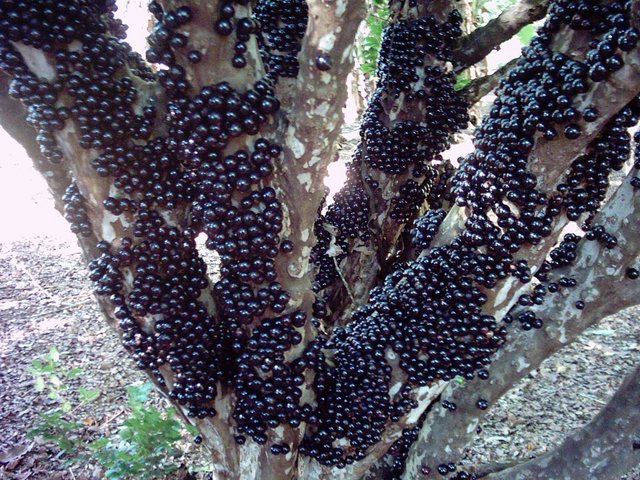 Vitamina-de-Jabuticaba-1.jpg