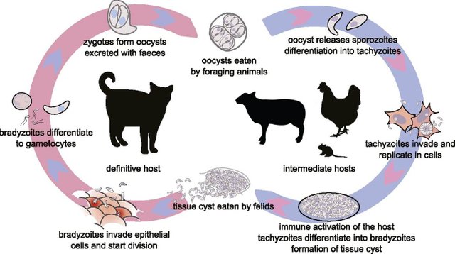 Toxoplasmosis-edited-Life-Cylce-from-elifesciences.org_.jpg