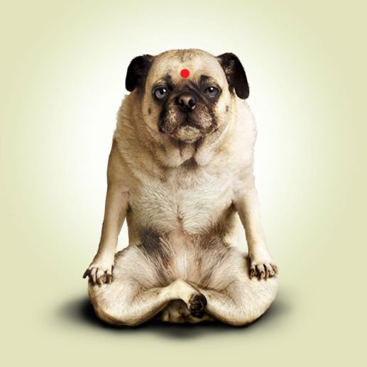 yoga-dog-pug.jpg