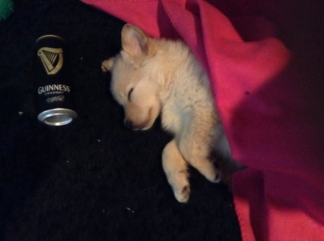 paddy2.jpg