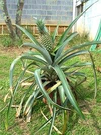 how-grow-pineapples-houseplants-6.jpg