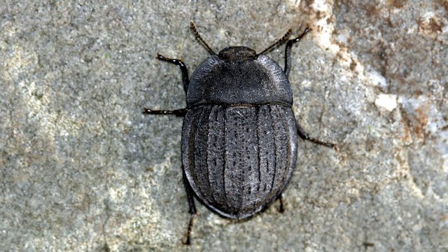 Tenebrioidea -Saragus-costatus-n3.jpg