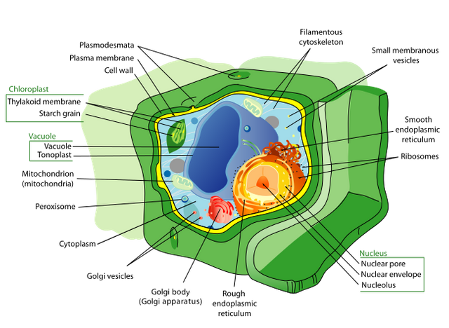 Cell structure.png