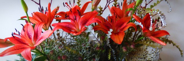 Red lily panorama .jpg