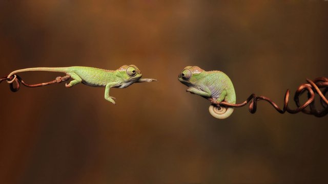 hd-pics-photos-best-chameleon-lizards-pair-attractive-photography-hd-quality-desktop-background-wallpaper.jpg