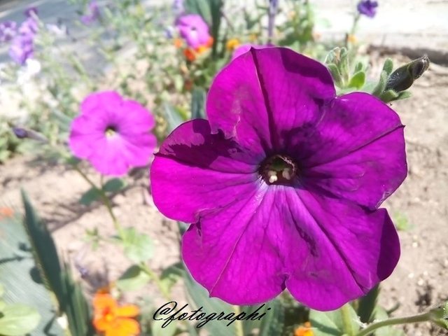 violet petunia.jpg