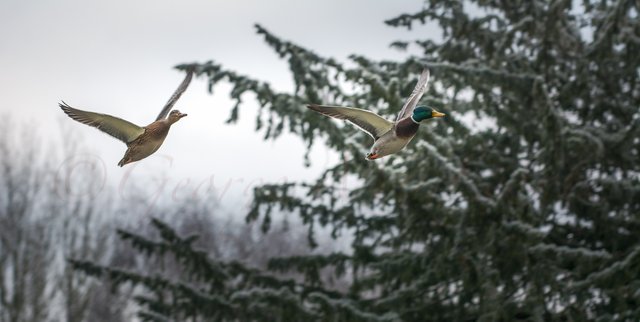 _DSC3702-Edit ducks duo.jpg