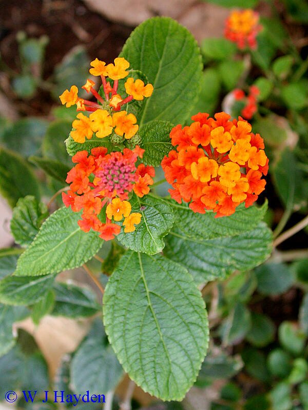 lantana_camara_04s.JPG