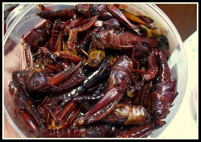 belalang-goreng.jpg