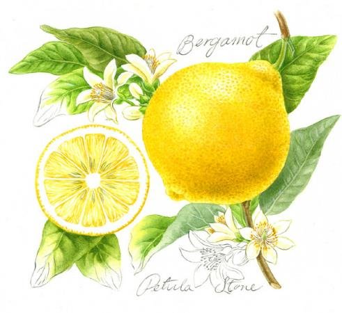 3_bergamot_psto249.jpg