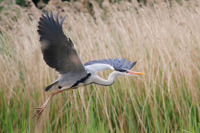 Heron in flight 2.jpg