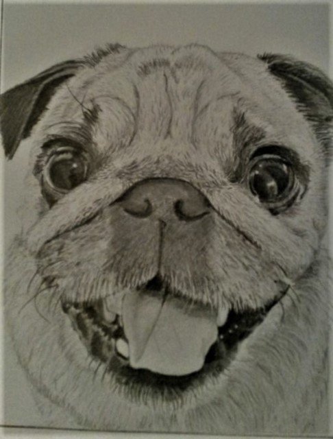 frank_the_pug_drawing resized.jpg