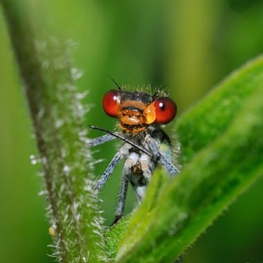 Red-eyed damselfly.jpg