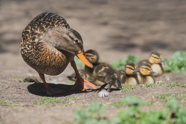 Duck and Ducklings.jpg