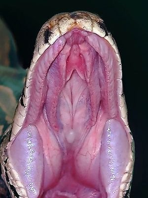 The_2520big_2520mouth_2520of_2520Burmese_2520python_2520-_2520Michael_2520D__2520Kern_2520-_2520WATCH_2520OUT_21_2520SM.jpg