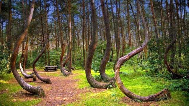 Crooked-Forest-1024x576.jpg