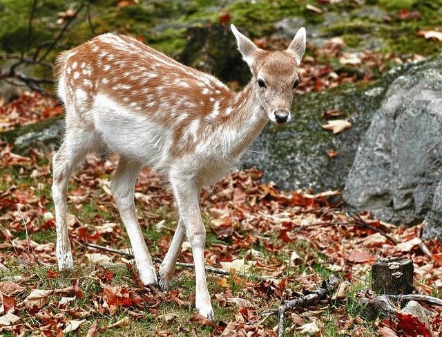 Young Deer.jpg