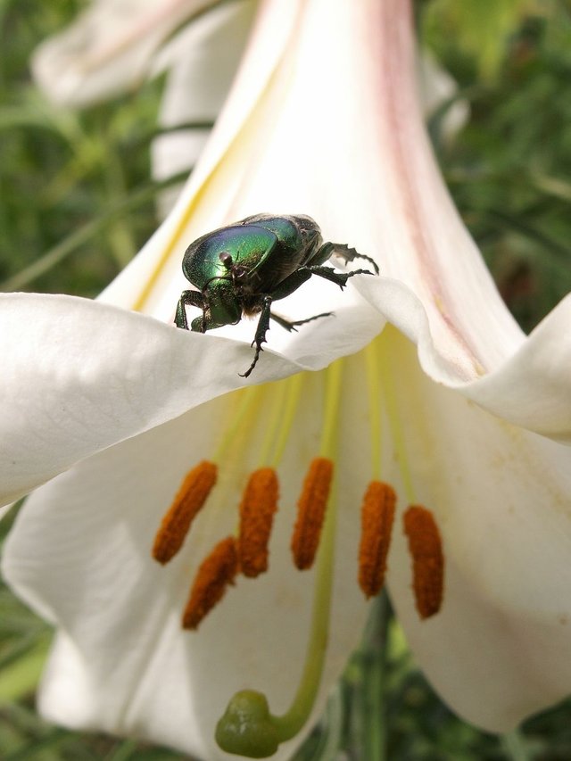 1210200-bug-on-a-flower.jpg