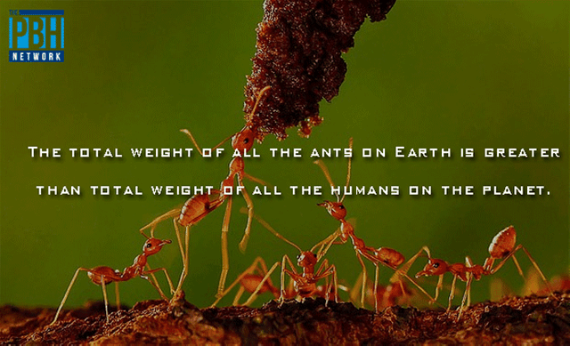 weight-of-ants-on-earth.png