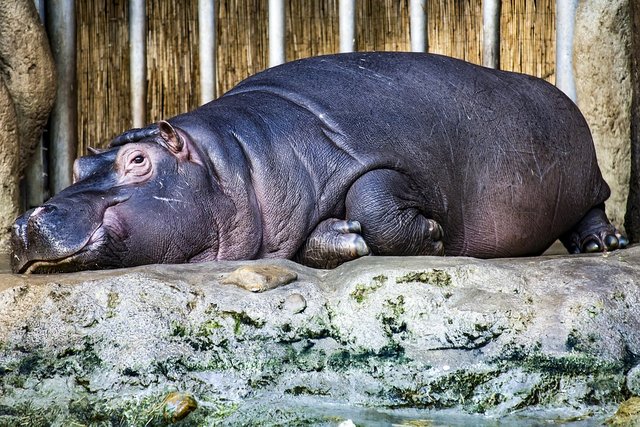 hippopotamus-2466050_960_720.jpg