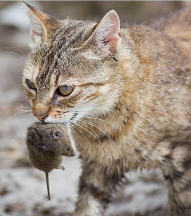 frueher-haben-katzen-noch-richtige-maeuse-gefangen_6981_w620.jpg