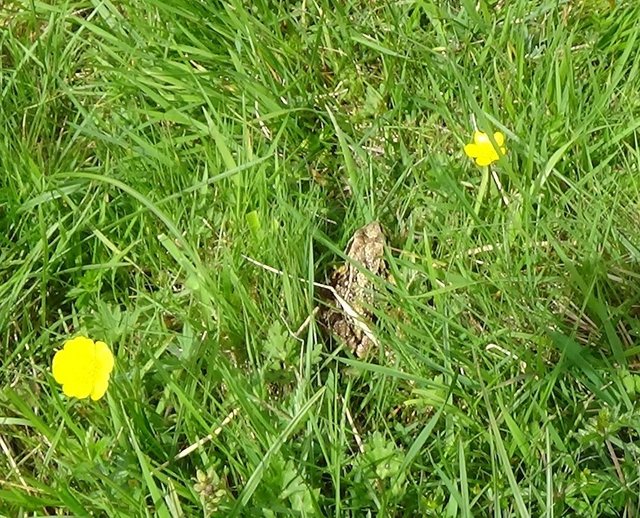 Frog with buttercups.jpg