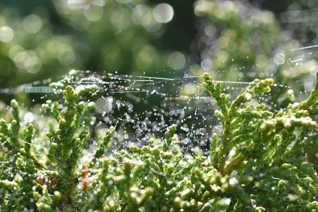 green shrub bokeh waterdrops 1.jpg